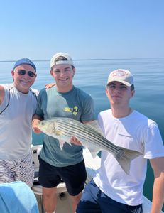 Striped bass caught in MA
