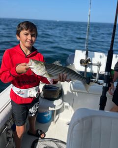 Striped bass caught on fishing tour in MA