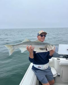 Striped bass caught during fishing tour in MA