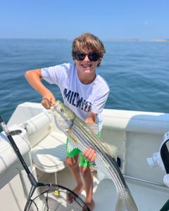 Striped bass fish caught while fishing in MA