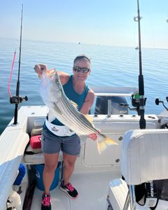 Striped bass caught while fishing in MA