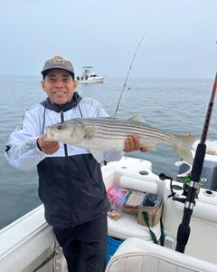 Striped bass caught on fishing tour in MA