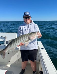 Striped bass fishing in MA