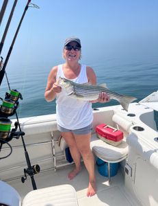 Striped bass caught in MA