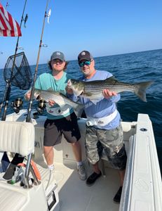 Two striped bass, 29 inches long, caught during fishing tours in MA