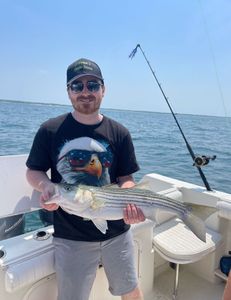 Striped bass caught fishing in MA