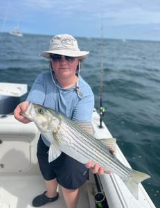 Striped bass caught by angler in East Dennis