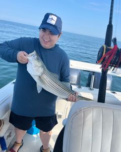 Striped bass caught while fishing in MA