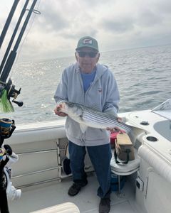 A striped bass caught while fishing in MA