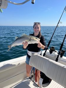 A striped bass measuring 23 inches, caught in MA