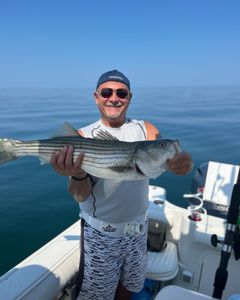 Striped bass fish caught in MA