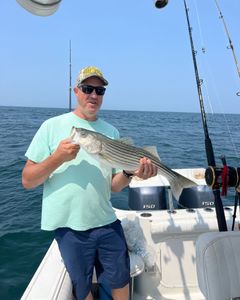 Striped bass caught in MA