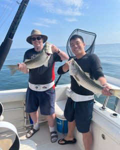 Two striped bass fish caught in East Dennis