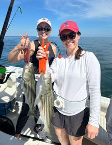 Two striped bass fishing in MA