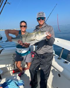 Wiper (Hybrid striped bass) fish caught during fishing tour in East Dennis