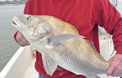 A freshwater drum swimming in the waters of Aransas Pass