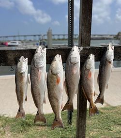 6 redfish caught fishing in TX