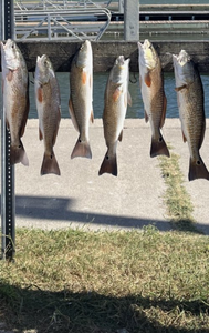 Six redfish caught in Aransas Pass, Texas