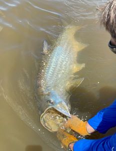 Massive Tarpon Takedown!