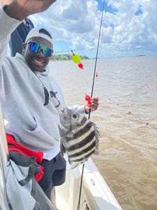 Sheepshead splendor: A sight to behold!