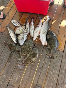 6 Southern Flounder, Summer Flounder, European flounder, and Sheepshead fish caught in Brunswick