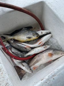 Three Florida pompano and redfish caught in Brunswick
