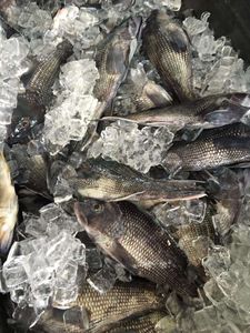 Four sea bass caught while fishing in Brunswick