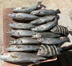 13 sheepshead fish caught in Brunswick