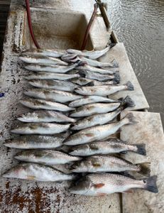12 spotted weakfish caught in the waters of Brunswick