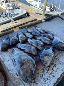 Three fish caught in GA