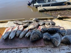 Two fish caught in GA while fishing