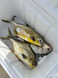 Fresh caught Florida Pompano and other fish species in cooler from Brunswick GA fishing trip