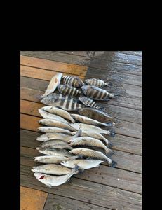 Spotted weakfish and sheepshead caught on a fishing trip in GA
