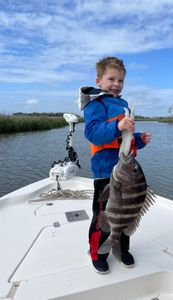 Sheepshead fish caught in Brunswick