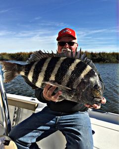 Sheepshead fish caught by angler in GA