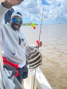 Sheepshead fish caught in GA