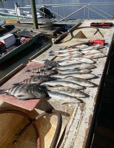 Two sheepshead fish caught in Brunswick