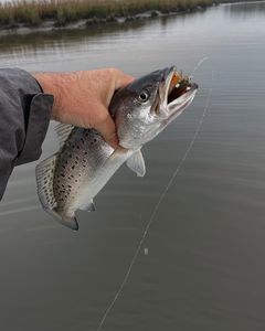 Spotted Weakfish caught in Brunswick