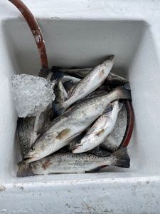 Three spotted weakfish caught in GA