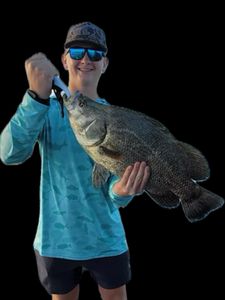 A tripletail fish caught in GA by a person fishing.