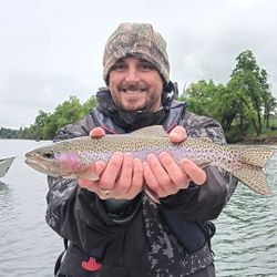 Colorful rainbow trout from the Lower Sacramento