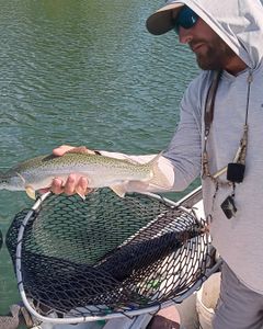 Healthy rainbow trout on a guided fly trip