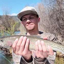 A rainbow trout caught by a person in CA