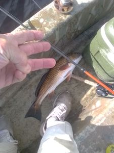 Angler fishing in the waters of Florida
