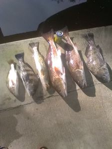 Four black drum fish caught in FL