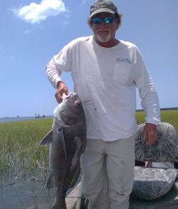 A fisherman catching a large black drum fish in Florida.