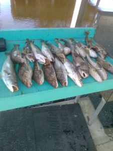 Four fish caught in Florida