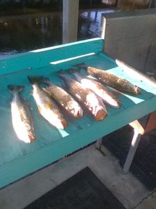 Four fish caught while fishing in Florida
