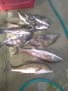 Redfish, Black Drum caught while fishing in Florida