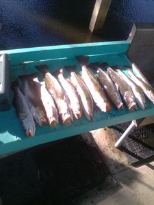 Four spotted weakfish swimming in Florida waters